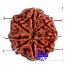 Load image into Gallery viewer, 8 Mukhi Nepalese Rudraksha - Bead No. 392