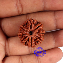 Load image into Gallery viewer, 8 Mukhi Nepalese Rudraksha - Bead No. 392