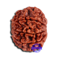 Load image into Gallery viewer, 8 Mukhi Nepalese Rudraksha - Bead No. 392