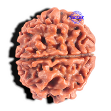Load image into Gallery viewer, 8 Mukhi Nepalese Rudraksha - Bead No. 151