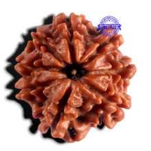 Load image into Gallery viewer, 8 Mukhi Nepalese Rudraksha - Bead No. 487