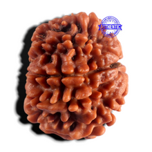 Load image into Gallery viewer, 8 Mukhi Nepalese Rudraksha - Bead No. 487