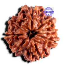 Load image into Gallery viewer, 8 Mukhi Nepalese Rudraksha - Bead No. 488