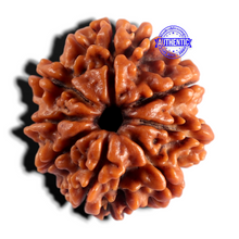 Load image into Gallery viewer, 8 Mukhi Nepalese Rudraksha - Bead No. 489