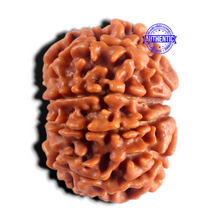 Load image into Gallery viewer, 8 Mukhi Nepalese Rudraksha - Bead No. 490