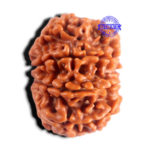 Load image into Gallery viewer, 8 Mukhi Nepalese Rudraksha - Bead No. 490