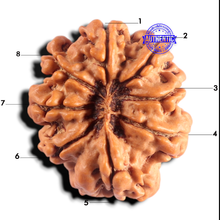 Load image into Gallery viewer, 8 Mukhi Nepalese Rudraksha - Bead No. 491