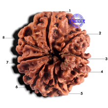 Load image into Gallery viewer, 8 Mukhi Nepalese Rudraksha - Bead No. 492