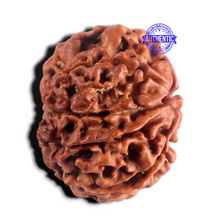 Load image into Gallery viewer, 8 Mukhi Nepalese Rudraksha - Bead No. 492