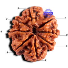 Load image into Gallery viewer, 8 Mukhi Nepalese Rudraksha - Bead No. 493