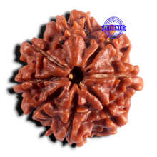 Load image into Gallery viewer, 8 Mukhi Nepalese Rudraksha - Bead No. 494