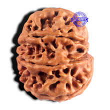Load image into Gallery viewer, 8 Mukhi Nepalese Rudraksha - Bead No. 495