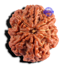 Load image into Gallery viewer, 8 Mukhi Nepalese Rudraksha - Bead No. 496