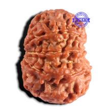 Load image into Gallery viewer, 8 Mukhi Nepalese Rudraksha - Bead No. 496