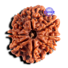Load image into Gallery viewer, 8 Mukhi Nepalese Rudraksha - Bead No. 497