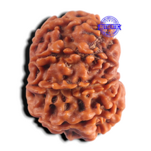 Load image into Gallery viewer, 8 Mukhi Nepalese Rudraksha - Bead No. 497
