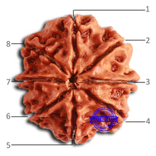 Load image into Gallery viewer, 8 Mukhi Nepalese Rudraksha - Bead No. 358