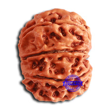 Load image into Gallery viewer, 8 Mukhi Nepalese Rudraksha - Bead No. 358