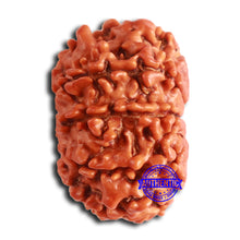 Load image into Gallery viewer, 8 Mukhi Nepalese Rudraksha - Bead No. 360