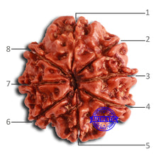 Load image into Gallery viewer, 8 Mukhi Nepalese Rudraksha - Bead No. 361