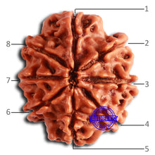 Load image into Gallery viewer, 8 Mukhi Nepalese Rudraksha - Bead No. 362