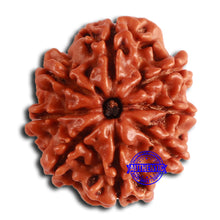 Load image into Gallery viewer, 8 Mukhi Nepalese Rudraksha - Bead No. 362