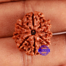 Load image into Gallery viewer, 8 Mukhi Nepalese Rudraksha - Bead No. 362