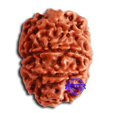 Load image into Gallery viewer, 8 Mukhi Nepalese Rudraksha - Bead No. 362