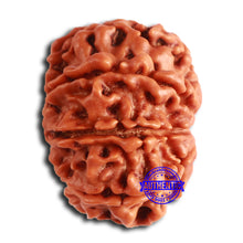 Load image into Gallery viewer, 8 Mukhi Nepalese Rudraksha - Bead No. 362