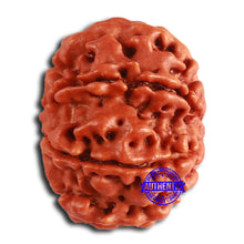 Load image into Gallery viewer, 8 Mukhi Nepalese Rudraksha - Bead No. 363