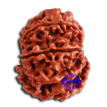 Load image into Gallery viewer, 8 Mukhi Nepalese Rudraksha - Bead No. 366