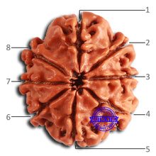 Load image into Gallery viewer, 8 Mukhi Nepalese Rudraksha - Bead No. 367