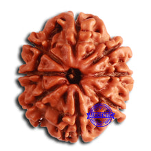 Load image into Gallery viewer, 8 Mukhi Nepalese Rudraksha - Bead No. 367
