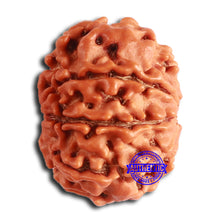 Load image into Gallery viewer, 8 Mukhi Nepalese Rudraksha - Bead No. 367