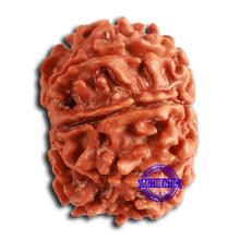 Load image into Gallery viewer, 8 Mukhi Nepalese Rudraksha - Bead No. 368