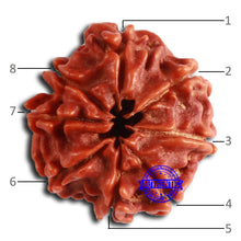 Load image into Gallery viewer, 8 Mukhi Nepalese Rudraksha - Bead No. 369
