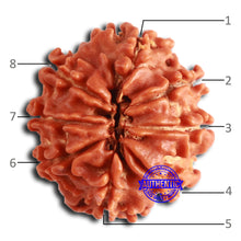 Load image into Gallery viewer, 8 Mukhi Nepalese Rudraksha - Bead No. 370