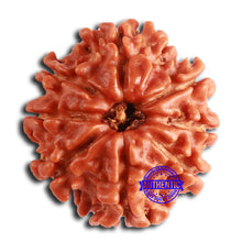 Load image into Gallery viewer, 8 Mukhi Nepalese Rudraksha - Bead No. 370