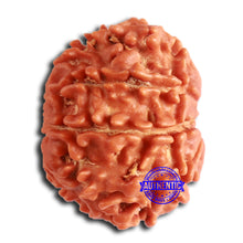 Load image into Gallery viewer, 8 Mukhi Nepalese Rudraksha - Bead No. 370