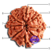 Load image into Gallery viewer, 8 Mukhi Nepalese Rudraksha - Bead No. 371