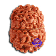 Load image into Gallery viewer, 8 Mukhi Nepalese Rudraksha - Bead No. 371