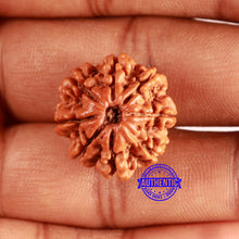 Load image into Gallery viewer, 8 Mukhi Nepalese Rudraksha - Bead No. 373