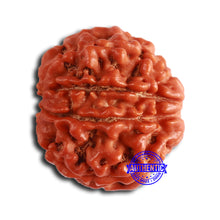 Load image into Gallery viewer, 8 Mukhi Nepalese Rudraksha - Bead No. 376