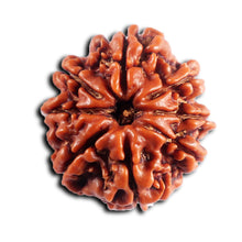 Load image into Gallery viewer, 8 Mukhi Nepalese Rudraksha - Bead No.448