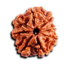 Load image into Gallery viewer, 8 Mukhi Nepalese Rudraksha - Bead No. 455