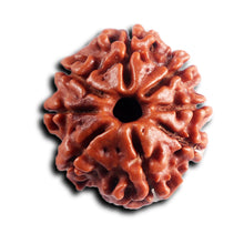 Load image into Gallery viewer, 8 Mukhi Nepalese Rudraksha - Bead No. 456