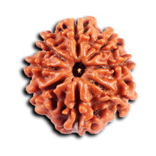 Load image into Gallery viewer, 8 Mukhi Nepalese Rudraksha - Bead No. 421