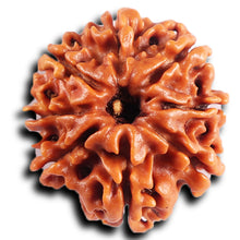 Load image into Gallery viewer, 8 Mukhi Nepalese Rudraksha - Bead No. 413