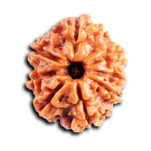 Load image into Gallery viewer, 8 Mukhi Nepalese Rudraksha - Bead No. 431