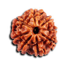 Load image into Gallery viewer, 8 Mukhi Nepalese Rudraksha - Bead No. 433